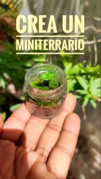 Musgo de cojín vivo Musgo de bollo Musgo de terrario Planta de terrario Musgo  vivo para terrarios -  España