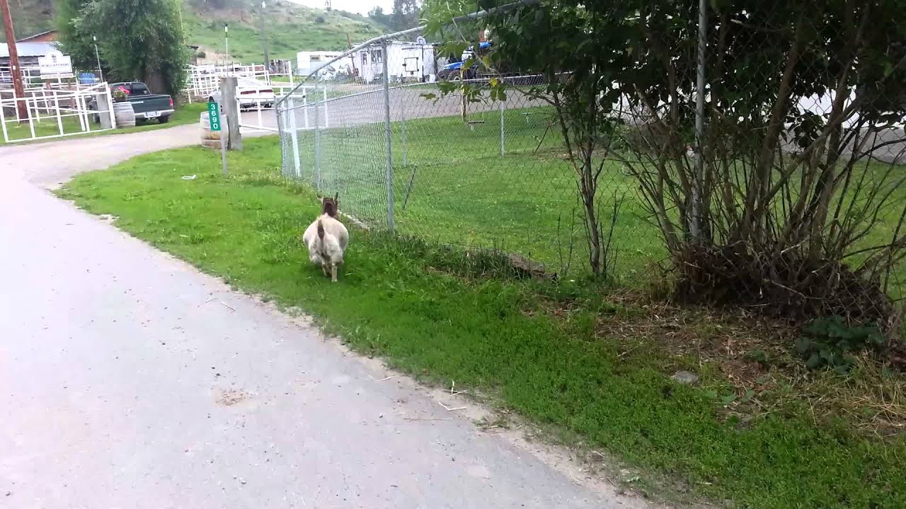 Sneaky goat at McMillan Farms in Kelowna. YouTube