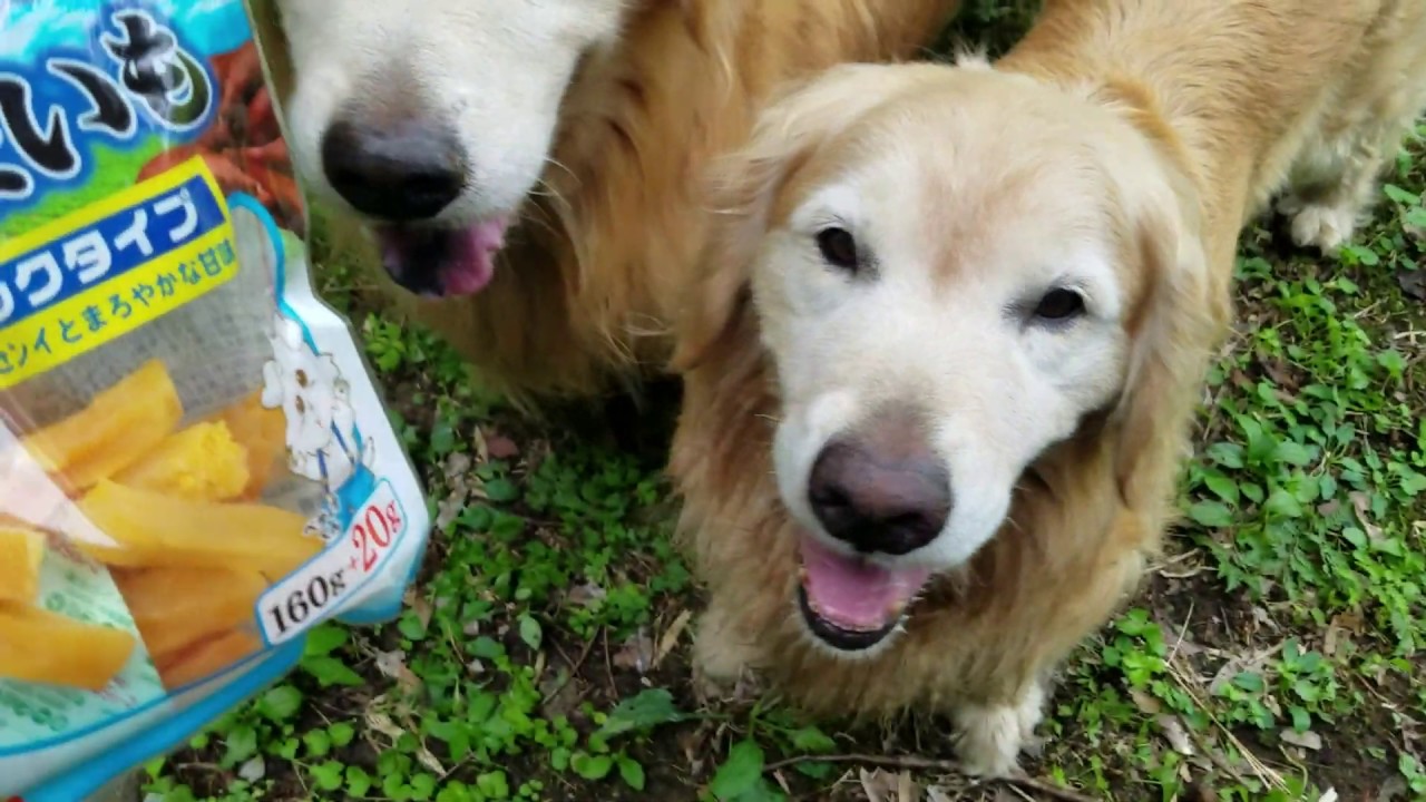 癒し動画 うさぎ Golden retriever has a sharp sense of smell. 