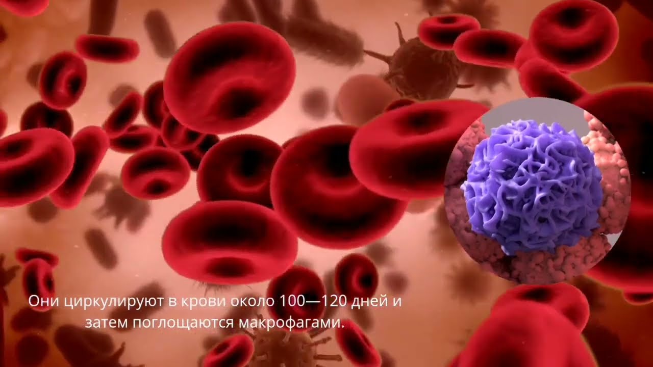 Эритроцит Эритроцит что это? Интересные факты о эритроцитах