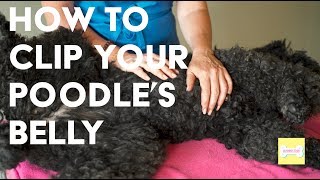 The Importance of Clipping your Poodle's Belly