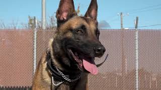 Fast action saves military working dog’s life in Japan