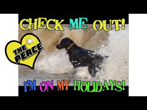 Our dogs First Holiday