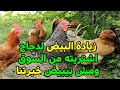 اشتريت دجاج بياض من السوق ومش راضي يبيض وكانوا بيبيضوا عند اللي اشتريتهم منه ازاي اخليهم يبيضوا تاني