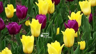 Тюльпаны и Красивая Романтическая Музыка для настроения! Тюльпаны и Красивая Романтическая Музыка для настроения!