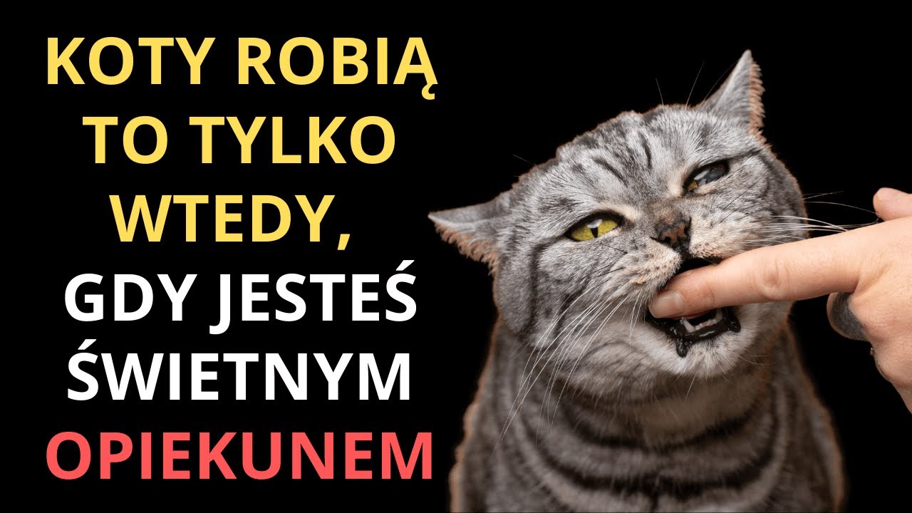 7 rzeczy, które koty robią tylko wtedy, gdy żyją swoim najlepszym życiem