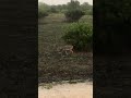 Bigger buck in the mud