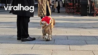 Dog Playing With A Marionette Puppy || Viralhog