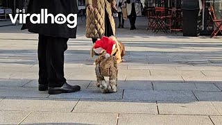 Dog Playing With a Marionette Puppy || ViralHog