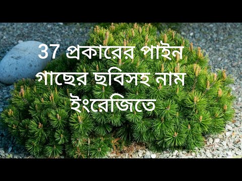 ভিডিও: পাইন গাছ কি ভোজ্য?