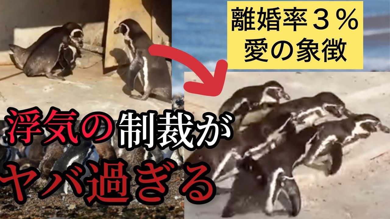 離婚率3％「愛の象徴ペンギン」の浮気現場が修羅場過ぎる - YouTube