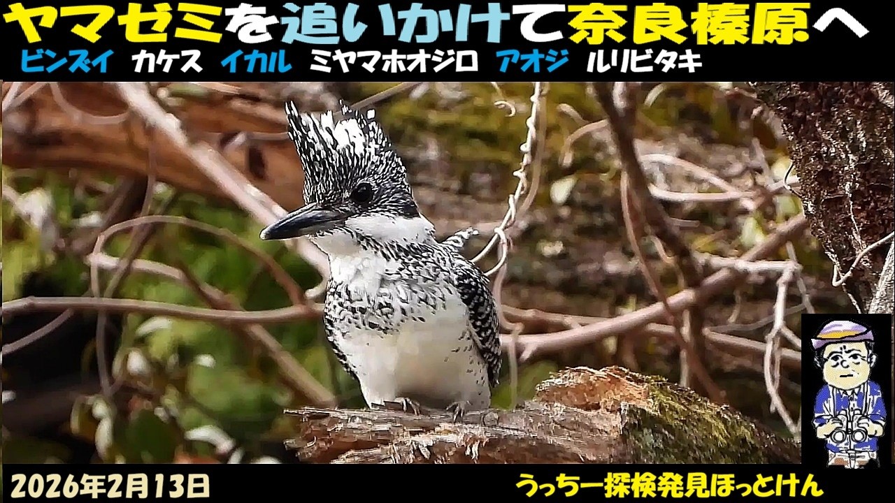 残念！ヤマセミを追いかけて！奈良榛原子どもの森、天理市の奥山へ。ミヤマホオジロ、ルリビタキ、アオジ、ビンズイ、イカル、カケスなど。野鳥観察、うっちー探検発見ほっとけん