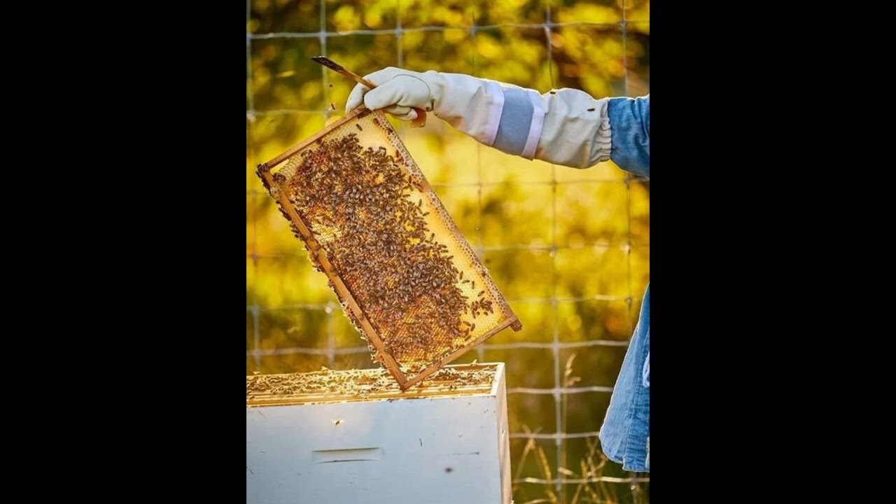 UFUGAJI NYUKI WADOGO NA WAKUBWA WAKISASA NA ENDELEVU (MODERN AND SUSTAINABLE BEEKEEPING )