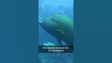 The Napoleon Wrasse