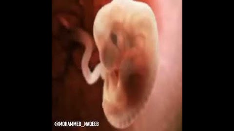 القارئ محمد النقيب فتبارك الله احسن الخالقين فتبارك الله أحسن الخالقين