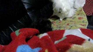 MVI_7064.AVI