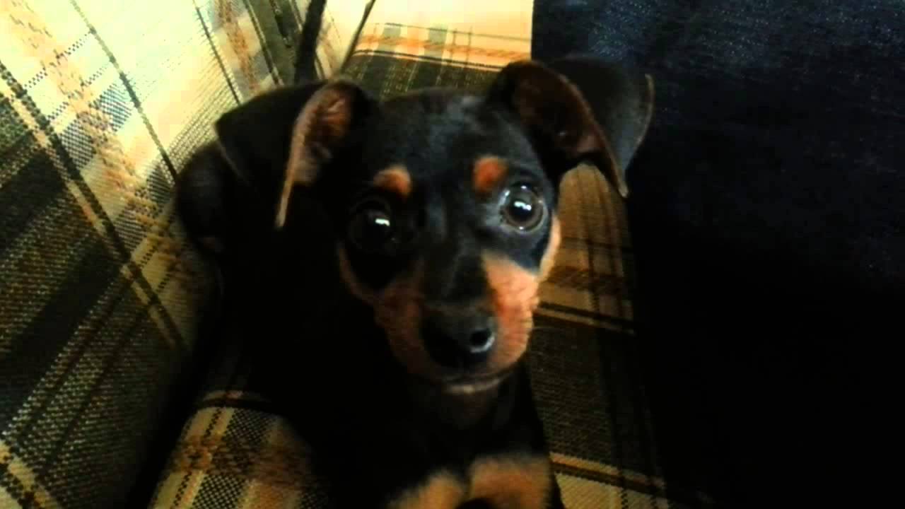 Pinscher filhote com latido engraçado YouTube