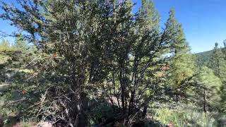 0.93 Acres in Alturas CA | Open & Wooded Land for Sale | Land Limited Property Tour