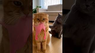 Jealous Cat? #funny #catvideos