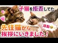 【感動🥹✨】子猫を拒否してた先住猫から挨拶にいきました！