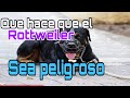 ¿Qué tan peligroso puede ser un Rottweiler?