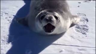 Seal vid cuz why not?