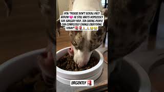 #dogvideo #sadstory #emotional #donate #support #kindness #dogcharity #animallover