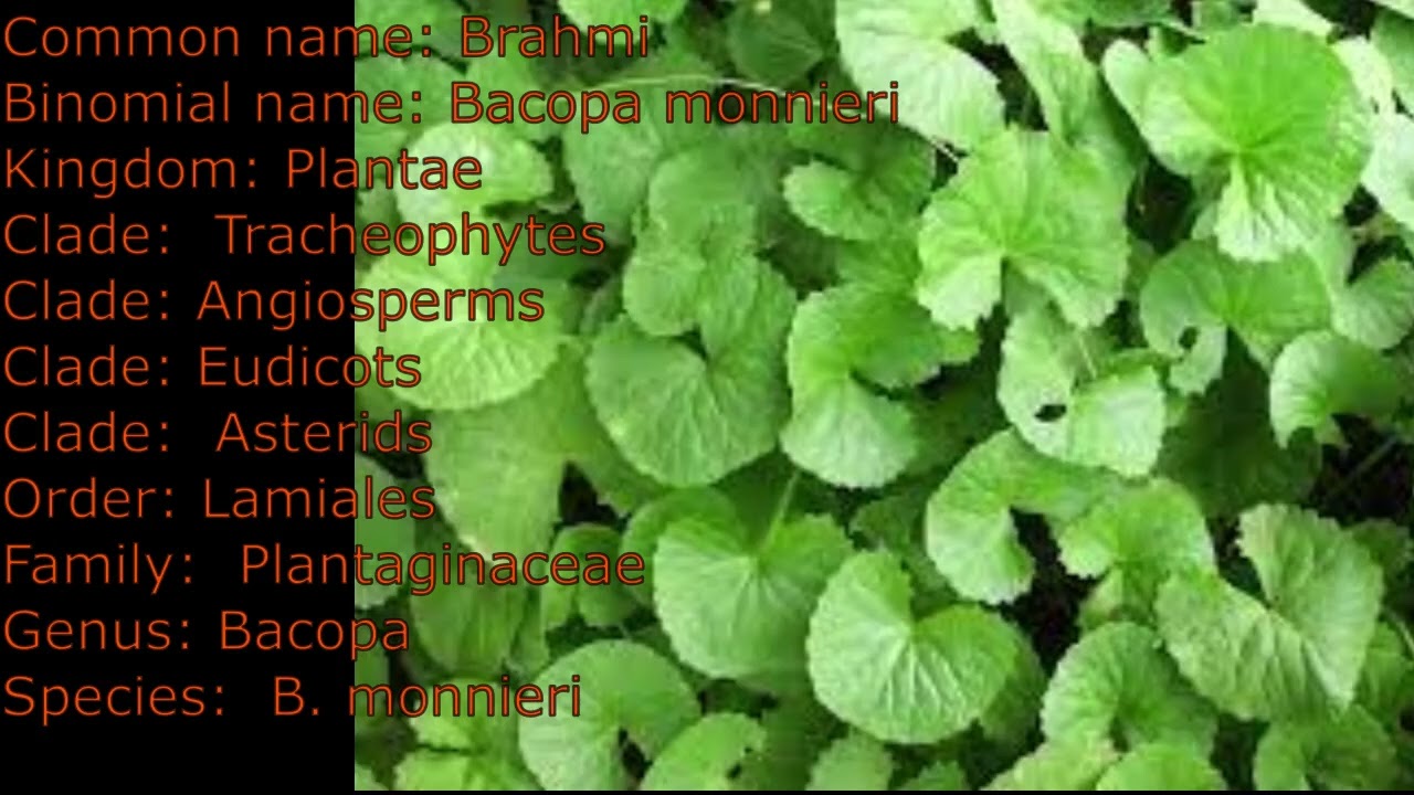 curry leaves plant fertilizer Curry Leaf Plant Fertilizer by Kumar's Garden (1.5 LBS) main image 1