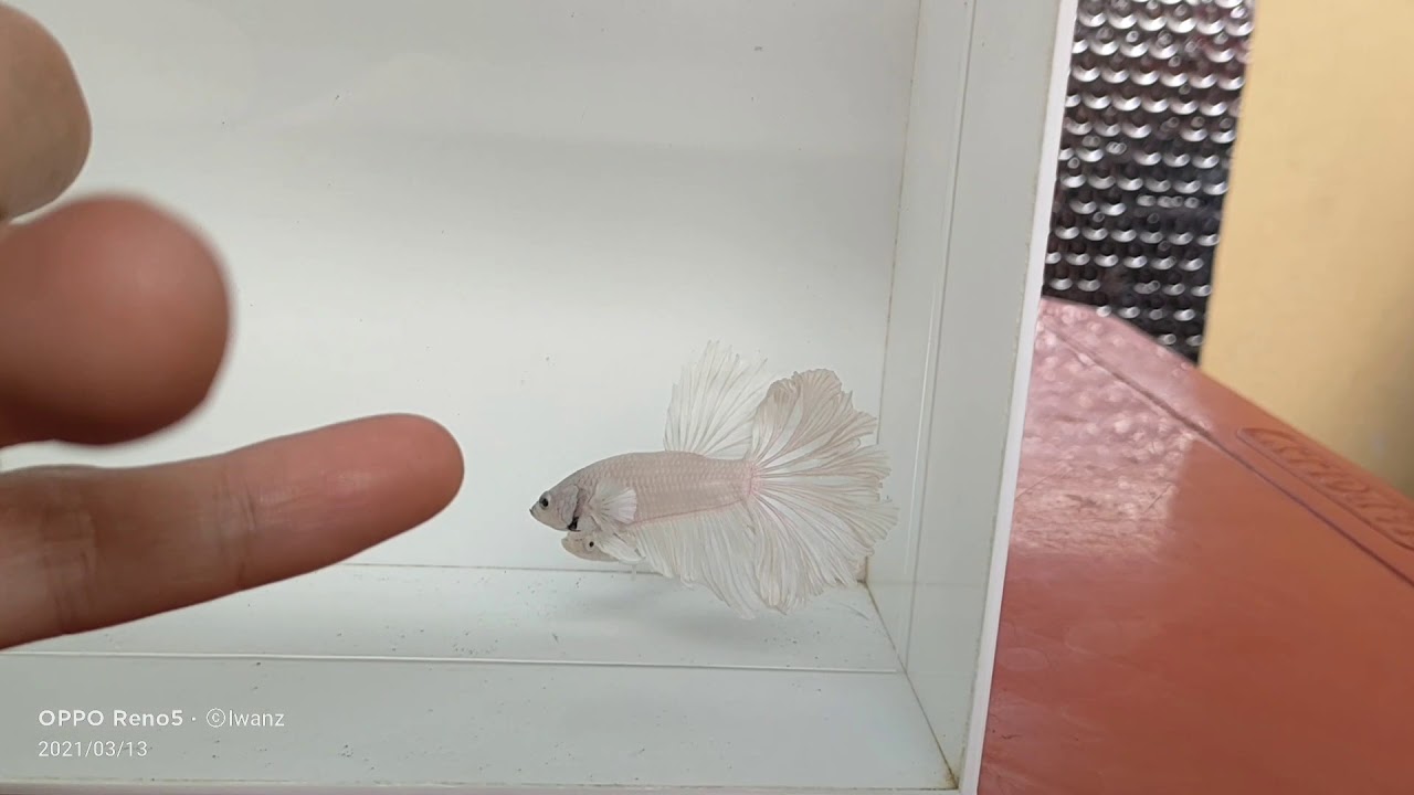 Ikan Cupang Half Moon Rose Tail White Platinum Male