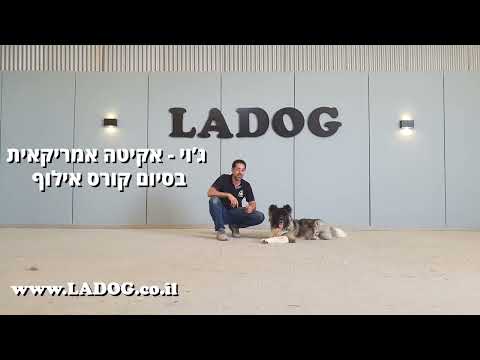 ג&rsquo;וי - כלבת אקיטה אמריקאית בסיום אילוף בחברת  LADOG - מרכז אילוף