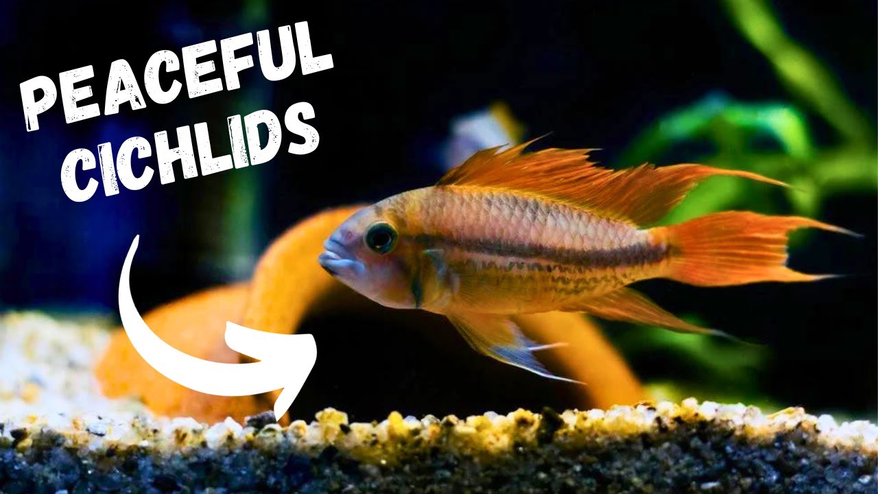 Image showcasing Top 5 Peaceful Cichlids Perfect for Community Tanks - YouTube