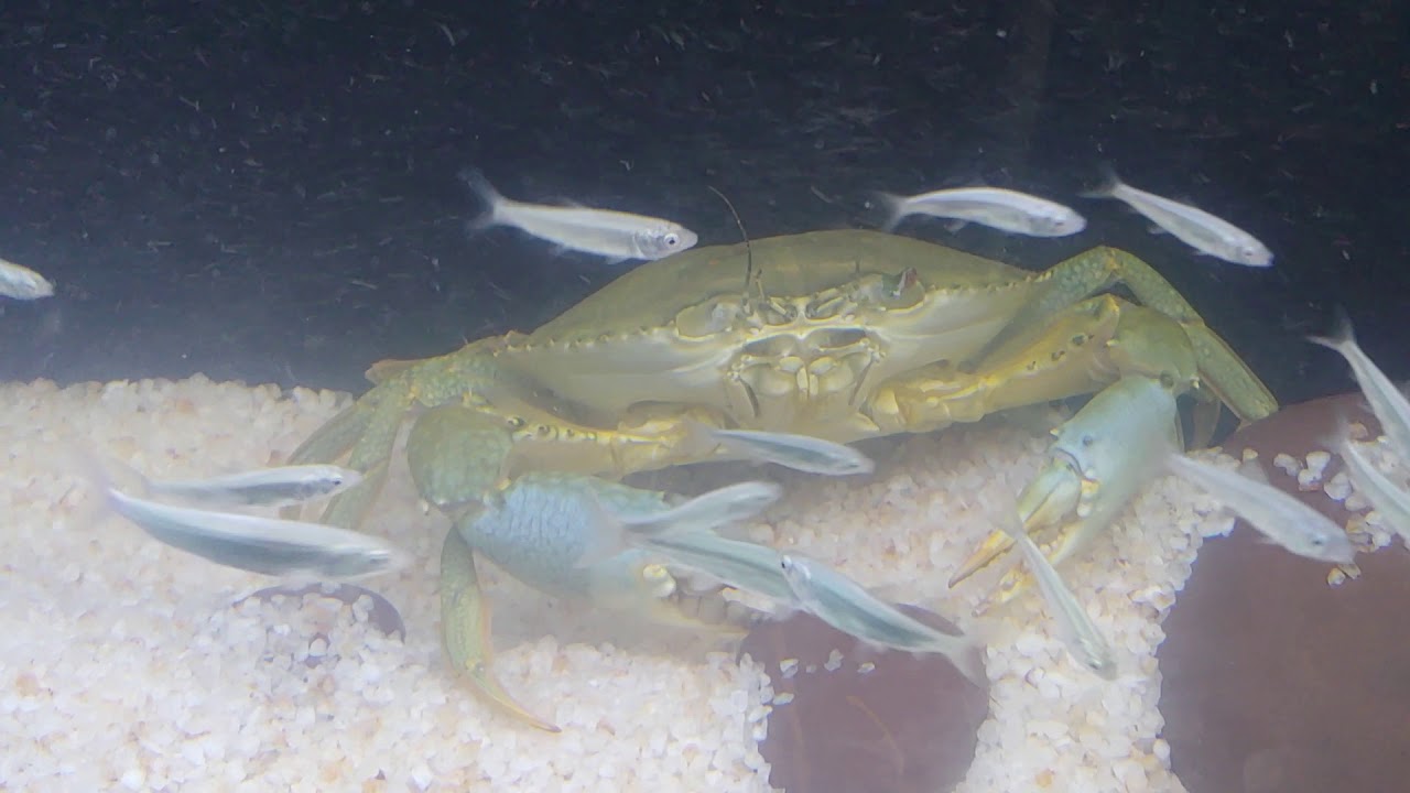 mud crab