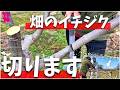 【春の必須作業】畑のイチジクを剪定して今年こそ大量収穫を目指します