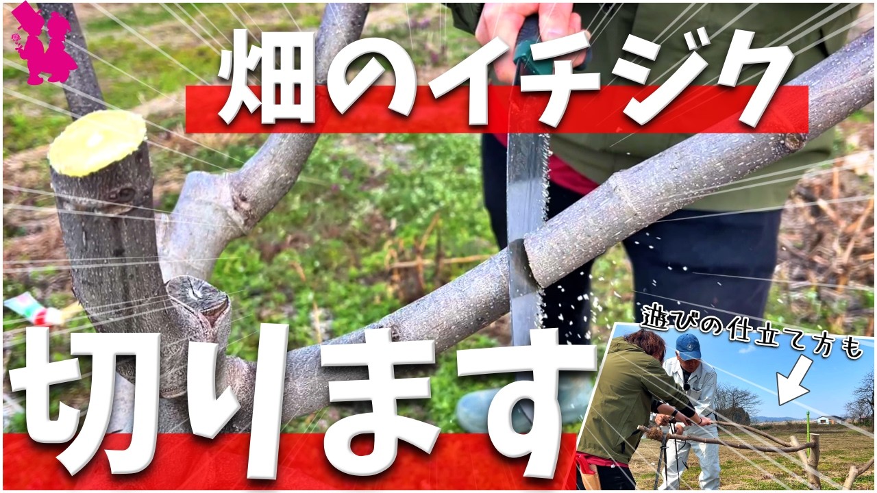新木からの樹づくり Essential spring task] We're pruning the fig trees in the field