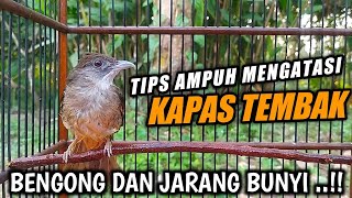 CARA AMPUH‼️ Mengatasi Kapas tembak BENGONG sering Ngelamun Jarang Bunyi