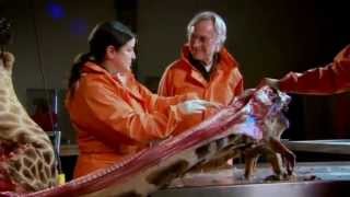 Evidence for Evolution: Bad Design (Richard Dawkins)