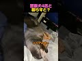 警察犬4匹と暮らすと？