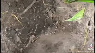 Take A Bad Boy, Make Him Dig 5 Feet