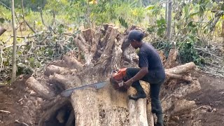 Wooww‼️‼️inilah penampakan pohon Jati bernilai ratusan juta pesanan dari istana negara,Part 2 finish