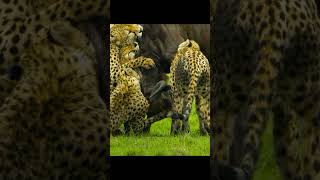Wild life battle by Shorts of nature  No views 5 days ago 1 minute, 18 seconds