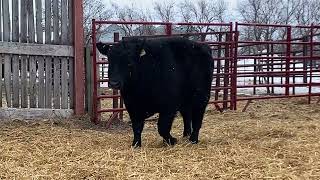 2023 GBT Angus Bull Sale Lot 2118 GBT Elevated 2118