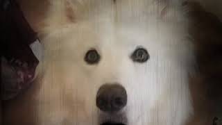 Wolves wisdom with Ghost Sheets on June 12, 2020