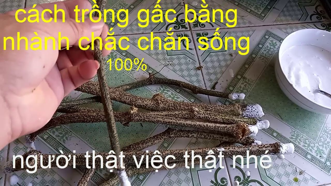 cách trồng gấc bằng nhành chắc chắn sống 100% người thật việc thật nhé