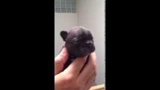 Puppy out  Blue Blood Lengai x multi Ch Soleure dell!Oldoinyo Lengai