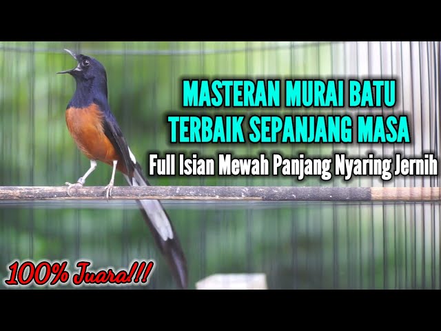 MASTERAN MURAI BATU TERBAIK SEPANJANG MASA,COBA 1 MENIT SAJA PASTI BAKAL NYAUT DAN BONGKAR MATERI class=