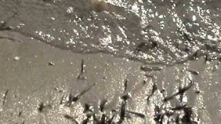 40 Cigarette First Time In Salt Water With The First Flip