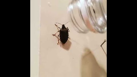 Stink Bug Hack