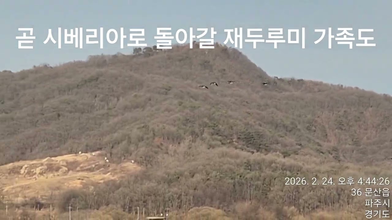 20260224 파주 독수리식당 늦은 식사시간 #독수리 #독수리식당 #임진강생태보존회 #흰꼬리수리 #재두루미