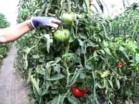 Tomato Q&A