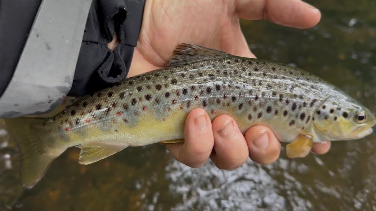 Swinging spiders for brown trout